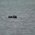 Nosy seals at Skaw Beach