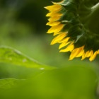 Sonnenblume, Museumsdorf Niedersulz