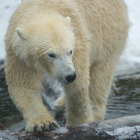 Eisbär